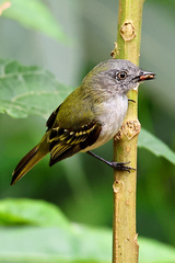 Myiopagis caniceps