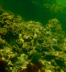 Trygonorrhina dumerilii