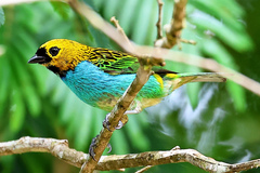 Tangara cyanoventris