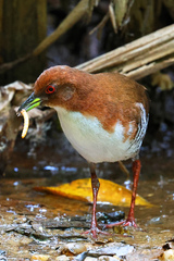 Laterallus leucopyrrhus