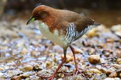 Laterallus leucopyrrhus