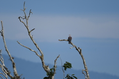 Ducula badia