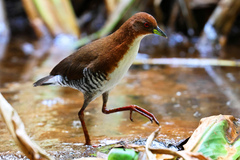 Laterallus leucopyrrhus