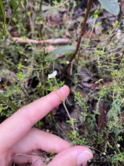 Mitrasacme polymorpha