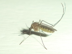 Culex quinquefasciatus