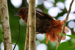 Phacellodomus erythrophthalmus