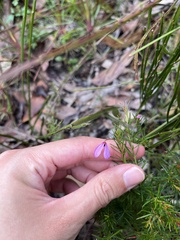 Tetratheca ericifolia