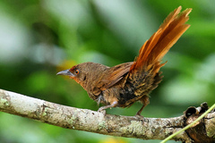 Phacellodomus erythrophthalmus