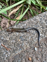 Plestiodon finitimus