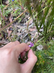 Tetratheca ericifolia
