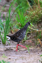 Pardirallus maculatus