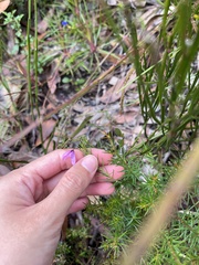Tetratheca ericifolia