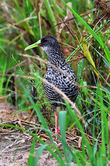 Pardirallus maculatus