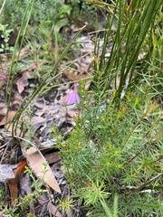 Tetratheca ericifolia