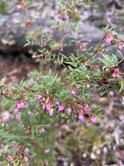 Boronia floribunda