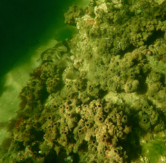 Trygonorrhina dumerilii