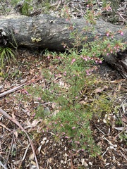 Boronia floribunda