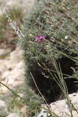 Anarrhinum