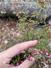 Boronia floribunda
