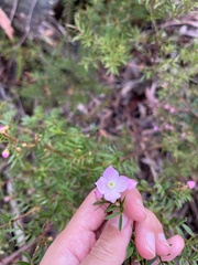 Boronia floribunda