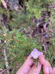 Boronia floribunda