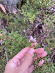 Boronia floribunda