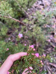 Boronia floribunda