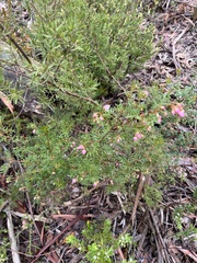 Boronia floribunda