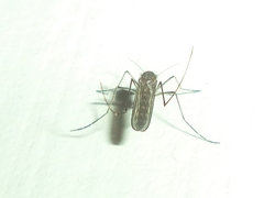 Culex quinquefasciatus