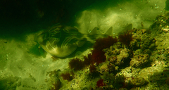 Trygonorrhina dumerilii