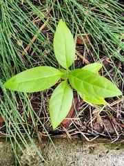 Asclepias curassavica