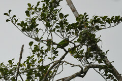 Psilopogon oorti