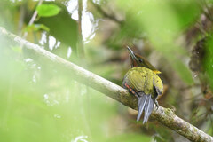 Chrysophlegma flavinucha