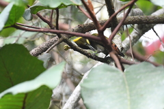 Chrysophlegma flavinucha