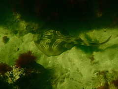 Trygonorrhina dumerilii