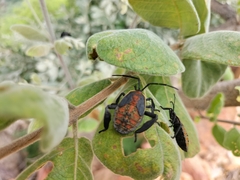 Petascelis remipes