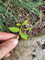 Asclepias curassavica