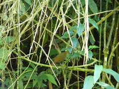 Schiffornis virescens