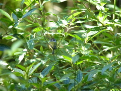 Myiornis auricularis