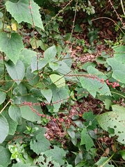 Persicaria neofiliformis