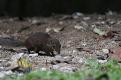 Tupaia glis