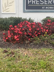 Rhododendron indicum