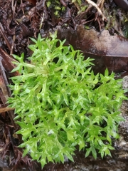 Saxifraga fragosoi