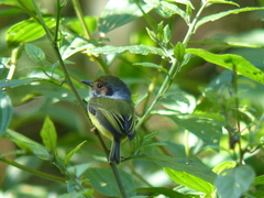 Myiornis auricularis