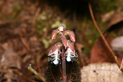 Anoectochilus