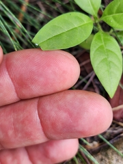 Asclepias curassavica
