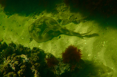 Trygonorrhina dumerilii