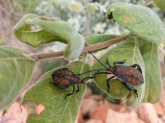 Petascelis remipes