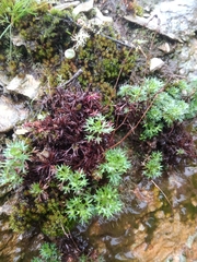 Saxifraga fragosoi