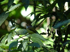 Myiornis auricularis